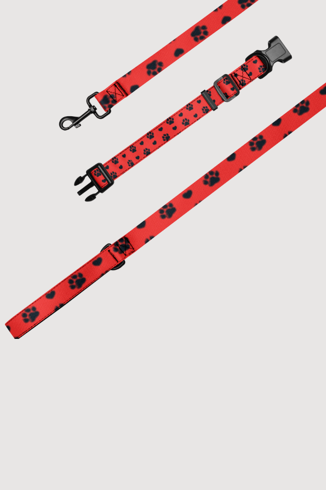 Pet Collar with Leash - Famesnob